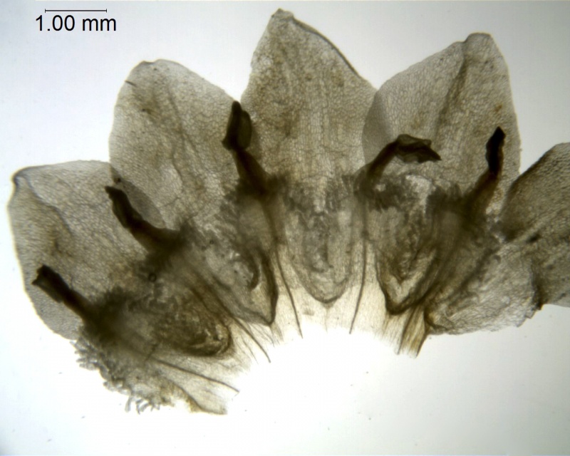 Cuscuta odorata; Ecuador, Jaramillo 10372 (AAU))
