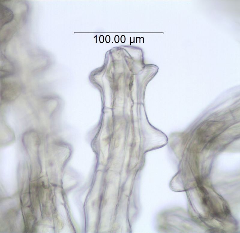 Cuscuta odorata; Ecuador, Jaramillo 10372 (AAU)