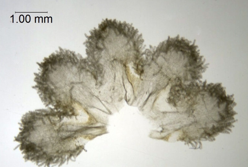 Cuscuta odorata; Ecuador, Jaramillo 10372 (AAU)