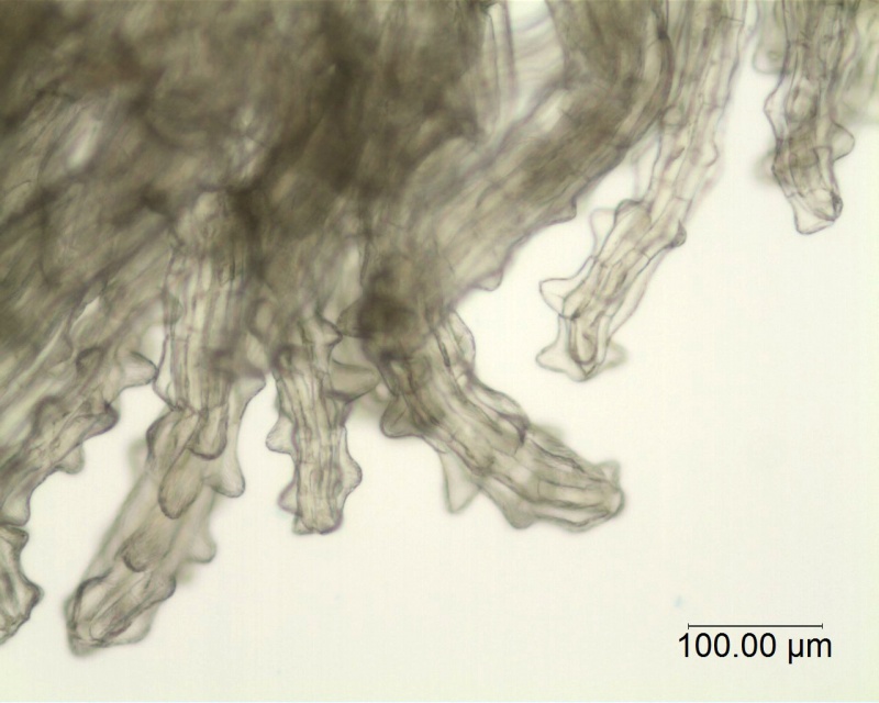 Cuscuta odorata; Ecuador, Jaramillo 10372 (AAU)