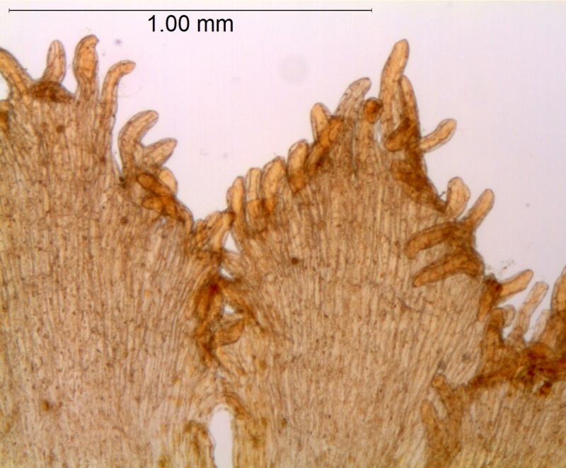 Cuscuta partita; Brazil, Lindman 3481 (S)