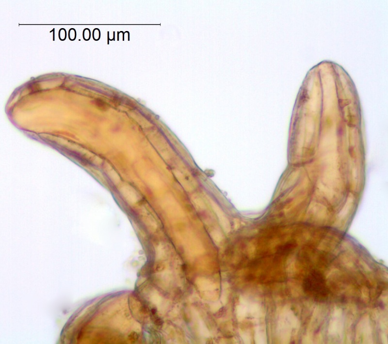 Cuscuta partita; Brazil, Lindman 3481 (S)