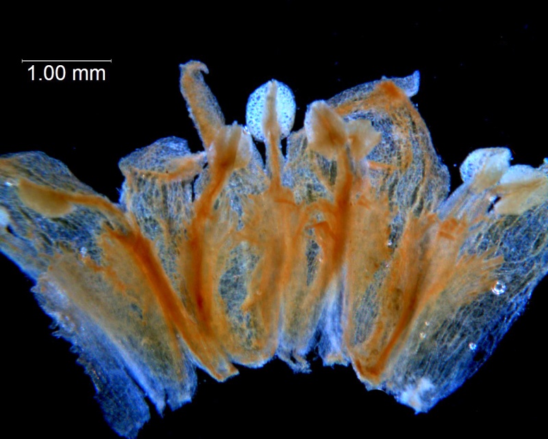 Cuscuta partita; Brazil, Lindman 3481 (S)