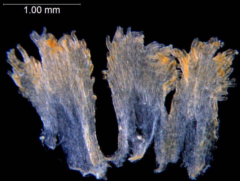 Cuscuta partita; Brazil, Lindman 3481 (S)