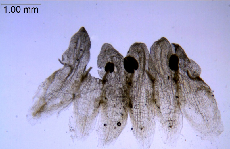 Cuscuta planiflora; Palestine, Musselman 10461 (RSA)