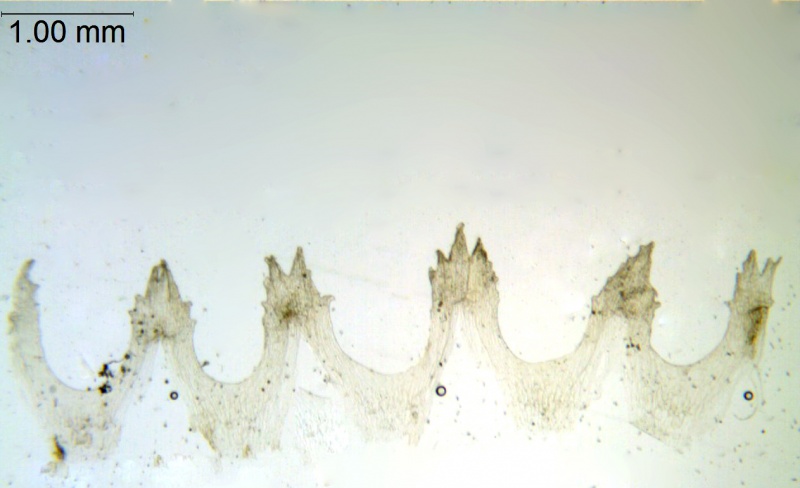 Cuscuta planiflora; Palestine, Musselman 10461 (RSA)