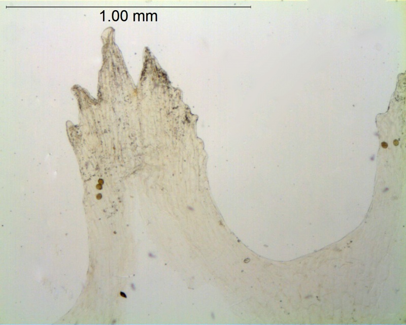 Cuscuta planiflora; Palestine, Musselman 10461 (RSA)