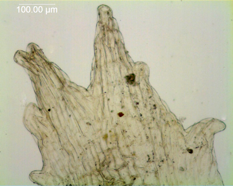 Cuscuta planiflora; Palestine, Musselman 10461 (RSA)