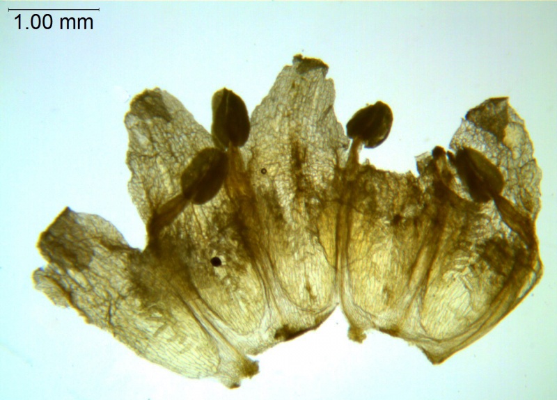 Cuscuta plattensis; U.S.A, Wyoming, Nelson 2741 (MO)