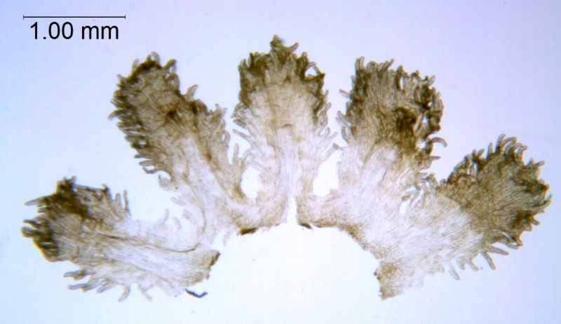 Cuscuta plattensis; U.S.A, Wyoming, Nelson 2741 (MO)