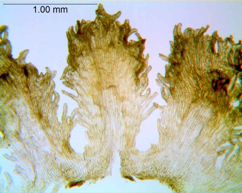 Cuscuta plattensis; U.S.A, Wyoming, Nelson 2741 (MO)
