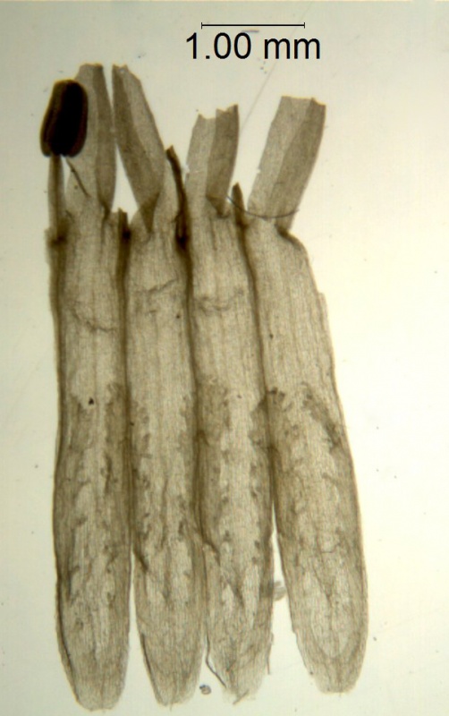 Cuscuta polyanthemos; Mexico, Wiggins 13153 (SD)