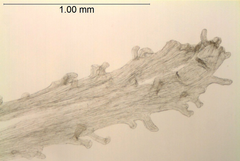 Cuscuta polyanthemos; Mexico, Wiggins 13153 (SD)