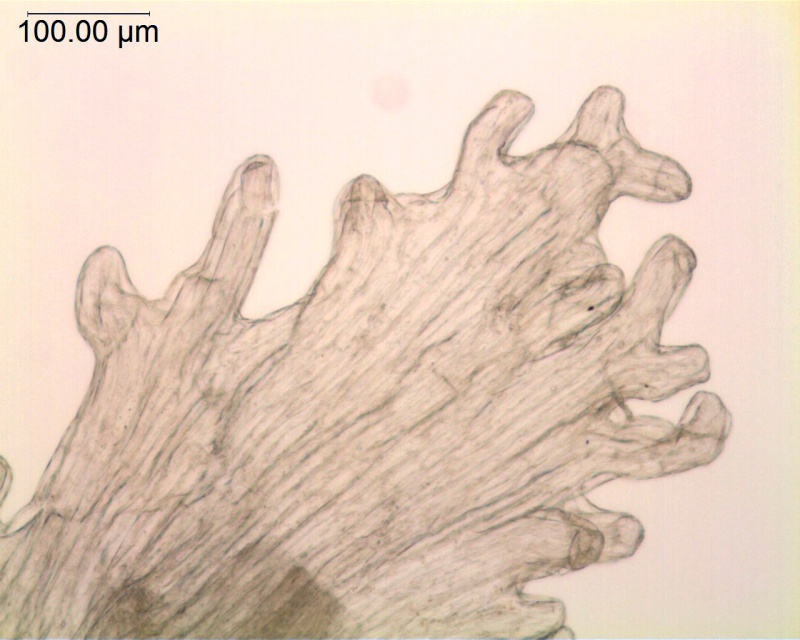 Cuscuta polyanthemos; Mexico, Wiggins 13153 (SD)
