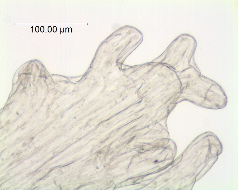 Cuscuta polyanthemos; Mexico, Wiggins 13153 (SD)