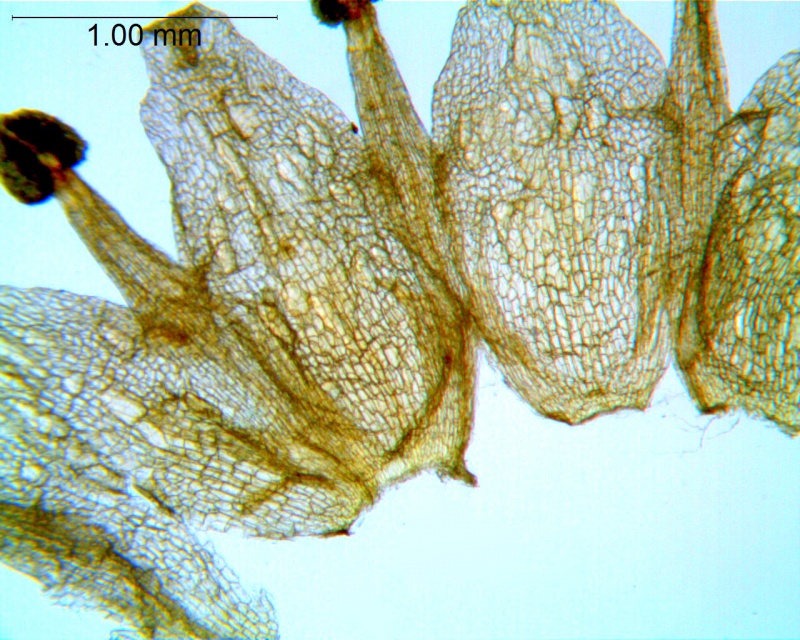 Cuscuta polygonorum; Canada, ON, Oldham & Bakowsky 29595 (WLU)