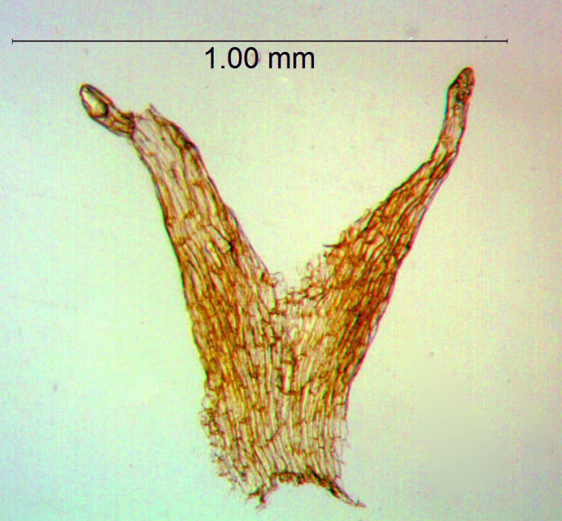 Cuscuta polygonorum; Canada, ON, Oldham & Bakowsky 29595 (WLU)