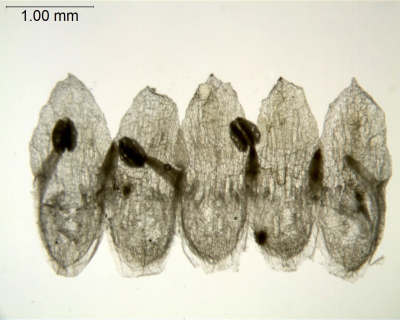Cuscuta azteca (C. potosina var. globifera); Mexico, Pringle 11305 (F)