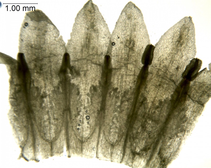 Cuscuta purpusii; Mexico, Martinez 1093 (MEXU)