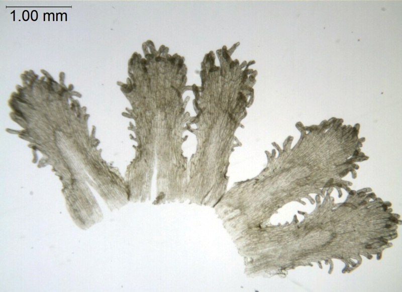 Cuscuta purpusii; Mexico, Martinez 1093 (MEXU)