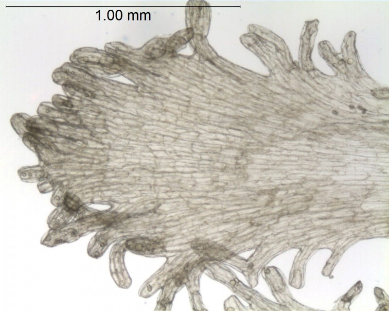 Cuscuta purpusii; Mexico, Martinez 1093 (MEXU)