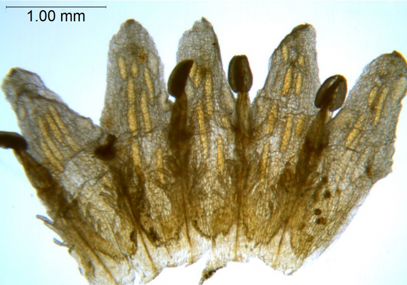 Cuscuta racemosa var. racemosa; Brazil, Pinheiro 55 (SPF)