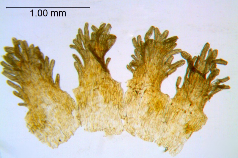 Cuscuta racemosa var. racemosa; Brazil, Pinheiro 55 (SPF)