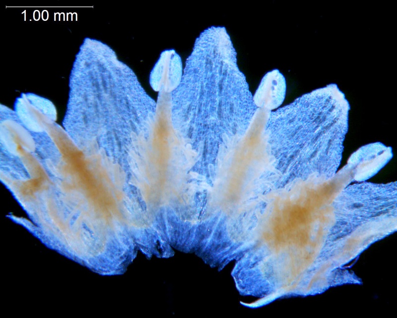 Cuscuta racemosa var. miniata; Brazil, Arbo et al. 5100 (K)