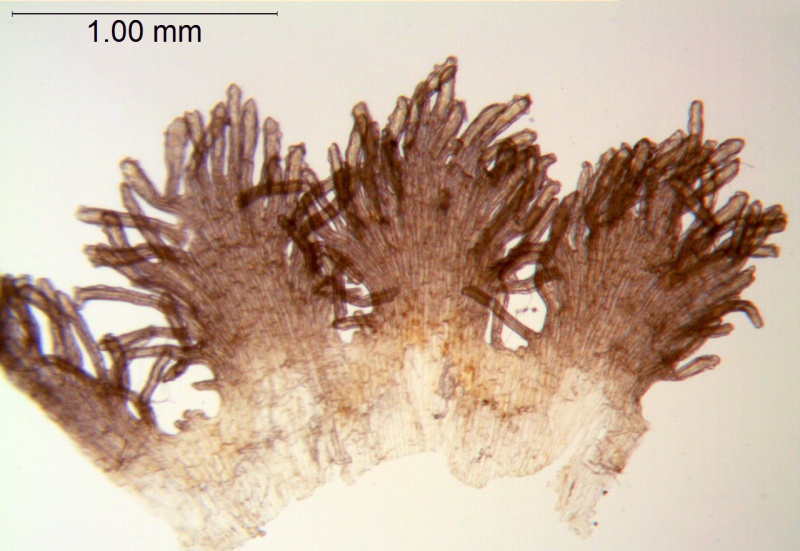 Cuscuta racemosa var. miniata; Brazil, Arbo et al. 5100 (K)