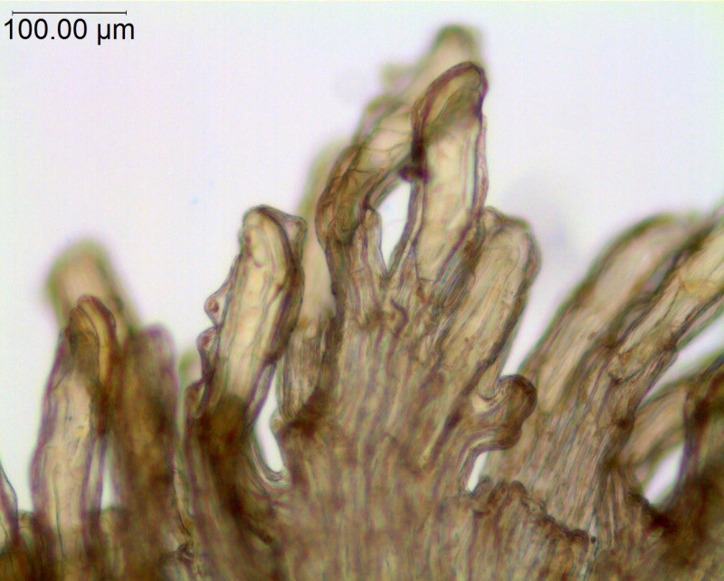 Cuscuta racemosa var. miniata; Brazil, Arbo et al. 5100 (K)