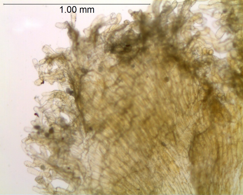 Cuscuta reflexa; India, Kanta s.n. (ASU)