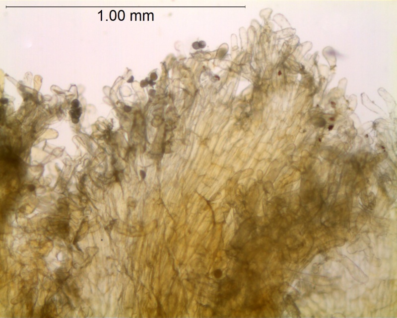 Cuscuta reflexa; India, Kanta s.n. (ASU)