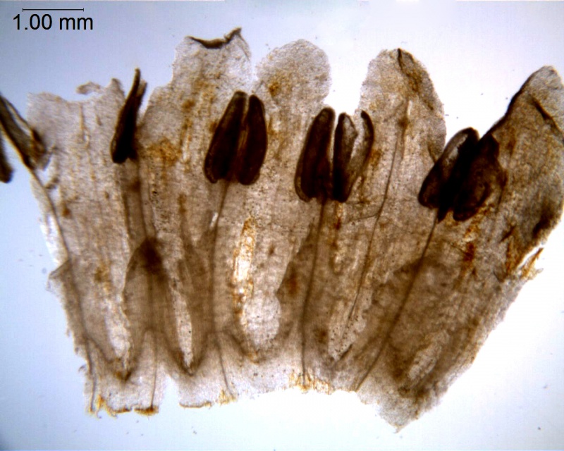 Cuscuta reflexa; India, Kanta s.n. (ASU)