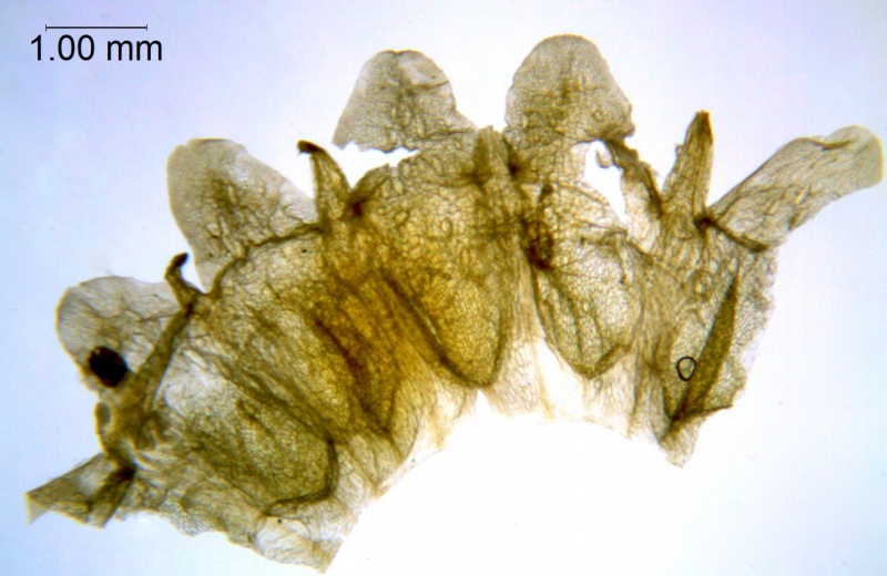 Cuscuta rostrata; North Carolina, Bozeman et al. 45268 (OSU)