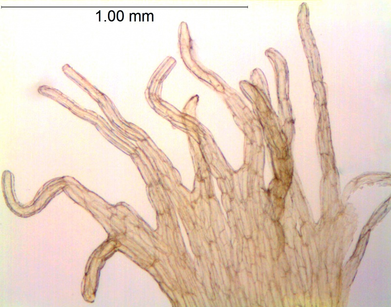 Cuscuta rostrata; North Carolina, Bozeman et al. 45268 (OSU)