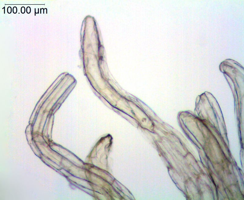 Cuscuta rostrata; North Carolina, Bozeman et al. 45268 (OSU)