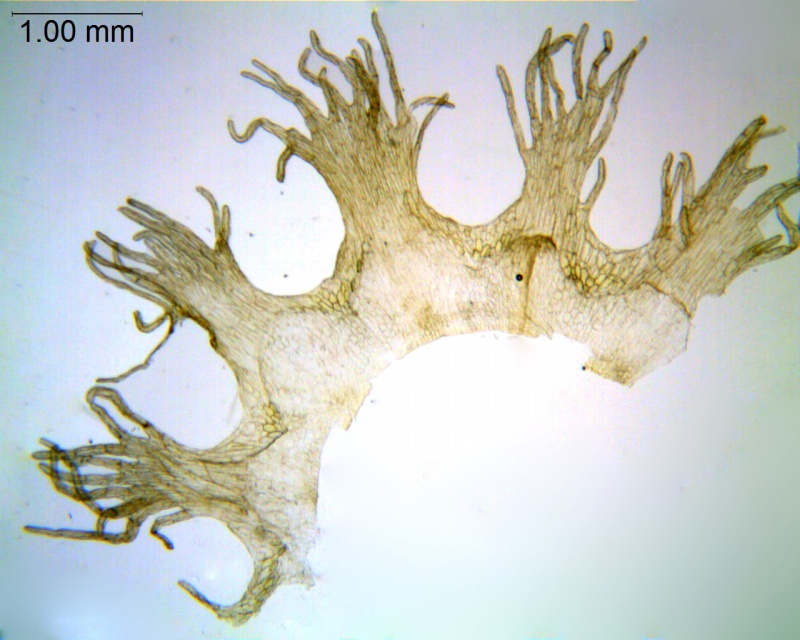 Cuscuta rostrata; North Carolina, Bozeman et al. 45268 (OSU)
