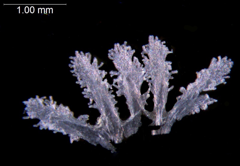 Cuscuta salina; U.S.A., Arizona, Hammond 10349 (NY)