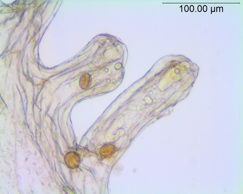 Cuscuta salina; U.S.A., Arizona, Hammond 10349 (NY)