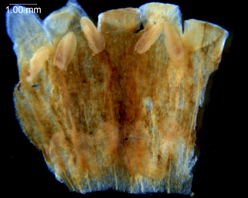 Cuscuta santapaui; Nepal, Nicolson 2796 (MO)