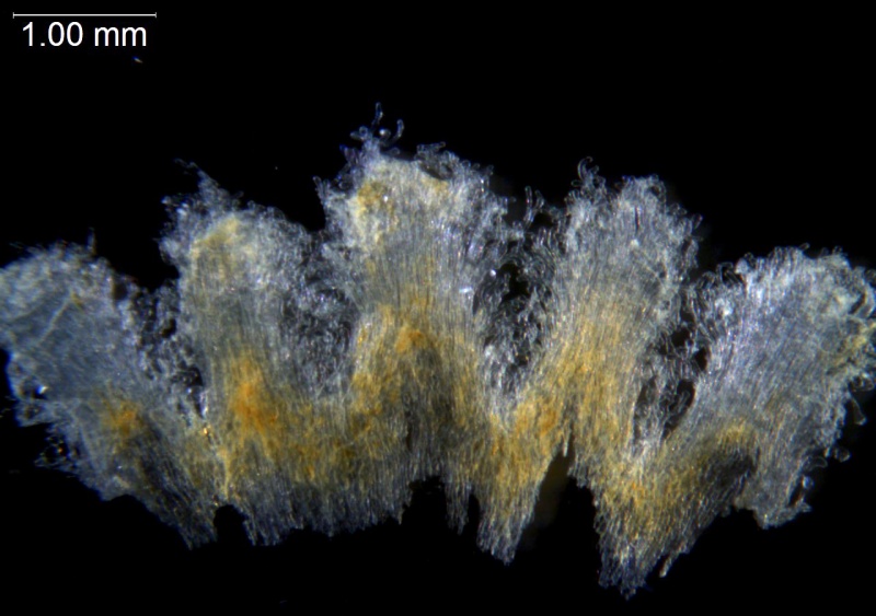 Cuscuta santapaui; Nepal, Nicolson 2796 (MO)