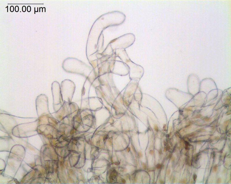 Cuscuta santapaui; Nepal, Nicolson 2796 (MO)