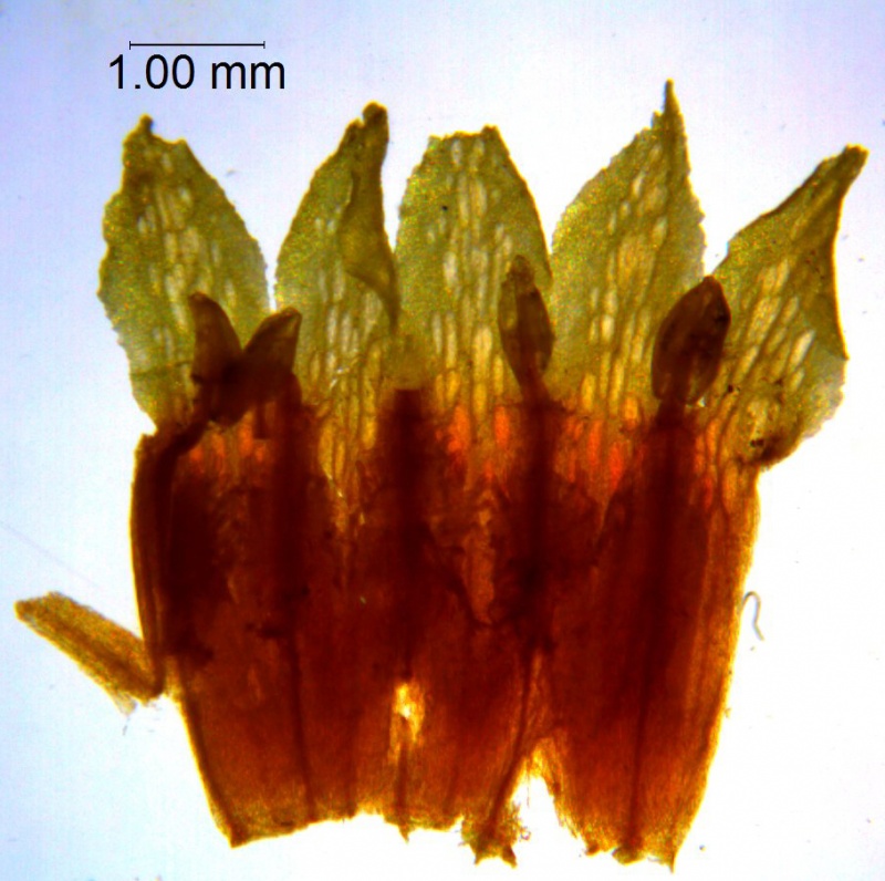 Cuscuta serrata; Brazil, Acevedo & Lopes 848 (RB)