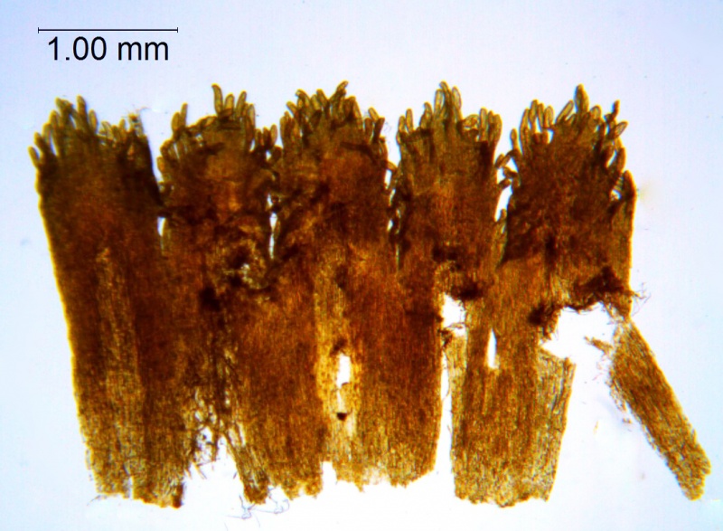 Cuscuta serrata; Brazil, Acevedo & Lopes 848 (RB)