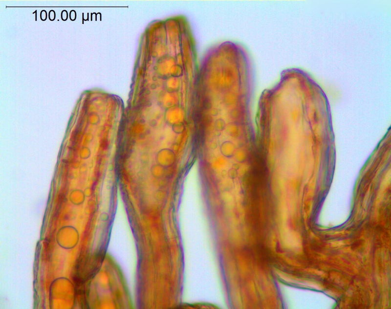 Cuscuta serrata; Brazil, Acevedo & Lopes 848 (RB)