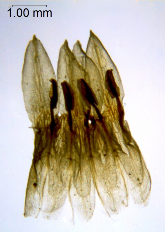 Cuscuta squamata; U.S.A., Texas, Hutchins 643 (BRIT)