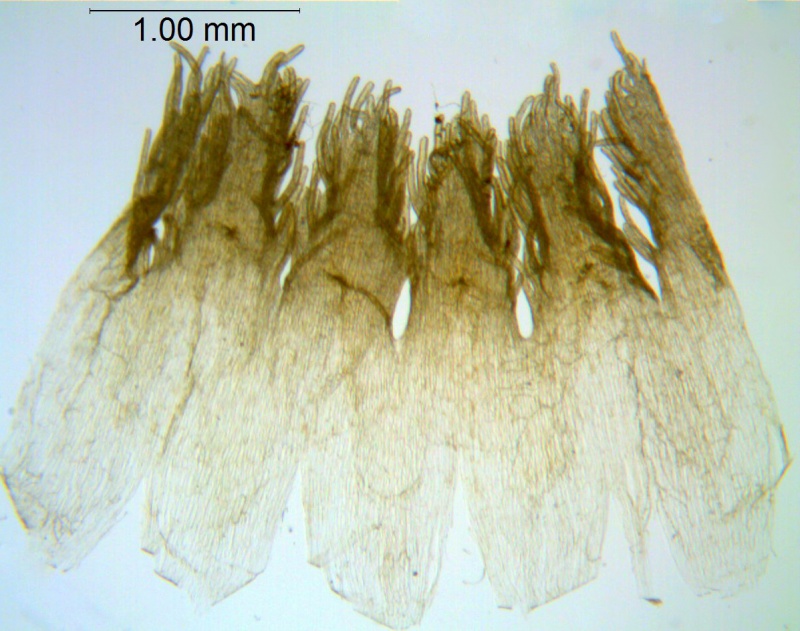 Cuscuta squamata; U.S.A., Texas, Hutchins 643 (BRIT)
