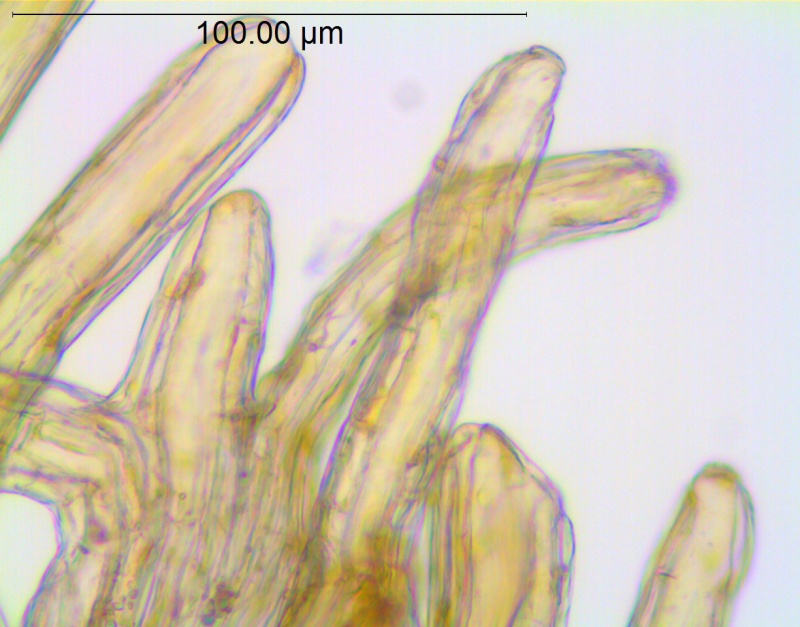 Cuscuta squamata; U.S.A., Texas, Hutchins 643 (BRIT)