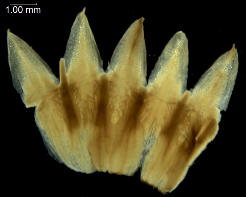 Cuscuta strobilacea var. strobilacea; El Salvador, Linares 2138 (MEXU)