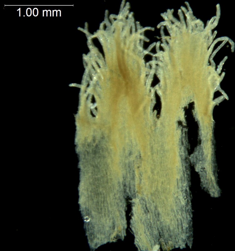Cuscuta strobilacea var. strobilacea; El Salvador, Linares 2138 (MEXU)